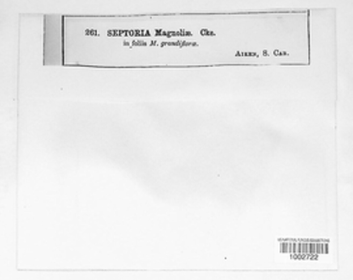 Septoria magnoliae image